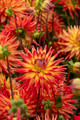 Karma Bon Bini Dahlia -Cactus Dahlia - Firey Red / Yellow Centers - #1 Size Root Clump