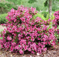 SONIC BLOOM® PUNCH Weigela - Vibrant Punch-Pink, Everblooming - Proven Winners - 4" Pot