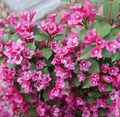 SONIC BLOOM® PUNCH Weigela - Vibrant Punch-Pink, Everblooming - Proven Winners - 4" Pot