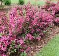 SONIC BLOOM® PUNCH Weigela - Vibrant Punch-Pink, Everblooming - Proven Winners - 4" Pot