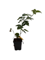 Chester Thornless Blackberry Plant - 3.25" Pot
