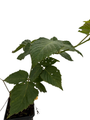 Chester Thornless Blackberry Plant - 3.25" Pot