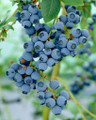Blue Crop Blueberry Plant - 2.5" Pot - Large/Delicious/Midseason - No Shipping to Washington State or Oregon