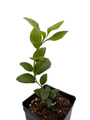 Blue Crop Blueberry Plant - 2.5" Pot - Large/Delicious/Midseason - No Shipping to Washington State or Oregon