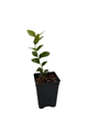 Blue Crop Blueberry Plant - 2.5" Pot - Large/Delicious/Midseason - No Shipping to Washington State or Oregon