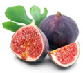 Hardy Chicago Edible Fig Plant - Ficus carica - The Hardiest Fig - 2.5" Pot