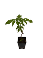 Johns Elderberry Perennial Shrub - Sambucus - 2.5" Pot - Native