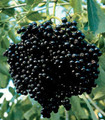 Johns Elderberry Perennial Shrub - Sambucus - 2.5" Pot - Native
