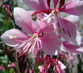 Siskiyou Pink Whirling Butterflies Perennial - Quart Pot - Gaura