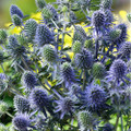 Blue Hobbit Sea Holly Perennial - Eryngium - Quart Pot - Live Plant