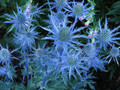 Blue Hobbit Sea Holly Perennial - Eryngium - Quart Pot - Live Plant