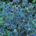 Blue Hobbit Sea Holly Perennial - Eryngium - Quart Pot - Live Plant