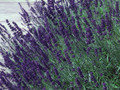 Hidcote Blue Lavender Herb -3" Pot - Live Plant