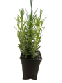 Hidcote Blue Lavender Herb -3" Pot - Live Plant