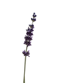 Hidcote Blue Lavender Herb -3" Pot - Live Plant