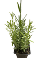 Hidcote Blue Lavender Herb -3" Pot - Live Plant