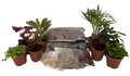 Hirt's Terrarium Kit with 8 Terrarium Plants in 2" Pots