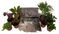Hirt's Terrarium Kit with 8 Terrarium Plants in 2" Pots