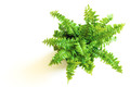 Mini Ferns for Terrariums/Fairy Garden - 5 Different Plants-2" Pots