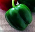 King of the North - Huge/Early - Best Sweet Bell Pepper For The North - 4" pot