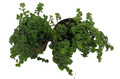 Tiny Tears Baby Tears - Pilea depressa - 2 Plants 2" Pots