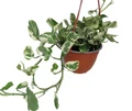 N Joy Pothos - Epipremnum aureum - 6" Hanging Basket - Good in Low Light