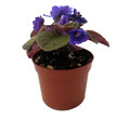 Rob's Zoot Suit Micro Miniature African Violet - 2.5" Pot - Violet Collector's Series