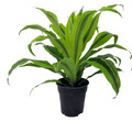Kristi Dragon Tree- Dracaena - 6" Pot