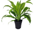 Kristi Dragon Tree- Dracaena - 6" Pot
