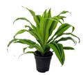 Kristi Dragon Tree- Dracaena - 6" Pot