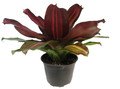Sangria Red Wine Vase Plant - Great Houseplant - 6" Pot - Neoregelia