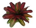 Sangria Red Wine Vase Plant - Great Houseplant - 6" Pot - Neoregelia