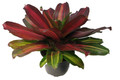 Sangria Red Wine Vase Plant - Great Houseplant - 6" Pot - Neoregelia