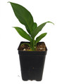 Sunshine Loveworthy Peace Lily Plant - 2.5" Pot - Spathyphyllium - Great House Plant