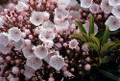 Elf Dwarf Mountain Laurel - Kalmia - Very Hardy - 4" Pot
