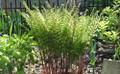 Lady in Red Hardy Fern - femina - Athyrium filix - 4" Pot