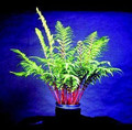 Lady in Red Hardy Fern - femina - Athyrium filix - 4" Pot