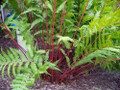 Lady in Red Hardy Fern - femina - Athyrium filix - 4" Pot