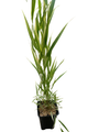 Japanese Forest Grass - Hakonechloa albo-striata - Shade Lover - 4" Pot
