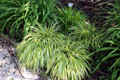 Japanese Forest Grass - Hakonechloa albo-striata - Shade Lover - 4" Pot