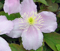 Montana Mayleen Clematis -  2.5" Pot - Very Fragrant