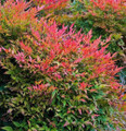 Gulf Stream Heavenly Bamboo - Nandina - 4" Pot