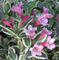 My Monet® Weigela - A Poetic Beauty/Foliage & Flowers - Proven Winners - 4" Pot