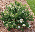 Bloomerang Showmound® Reblooming Lilac - Syringa - 4" Pot - Proven Winners