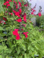 Autumn Cherry Chief Sage - Salvia greggii - 3" Pot - Live Plant