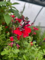 Autumn Cherry Chief Sage - Salvia greggii - 3" Pot - Live Plant