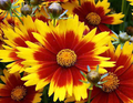 Up Tick™ Yellow & Red Coreopsis - Tickseed - Perennial -Quart Pot - Live Plant