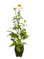 Pow Wow White Coneflower - Echinacea - Quart Pot - Live Plant