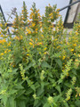Yellow Kudos Hummingbird Mint - Agastache - Anise Hyssop - Quart Pot -Hardy