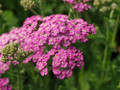 Saucy Seduction™ Yarrow - Achillea - Quart Pot